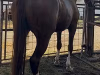 Kobyła, Hungarian horse breed — zdjęcie 2