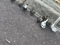 Ducks — zdjęcie 4