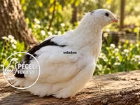 Quails — fotografija 3