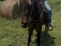 Pastuv, Rocky Mountain Horse — fotografija 7