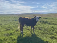 Ovca, Qashqai sheep — fotografija 6