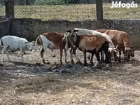Oveja, Cameroon sheep — foto 3