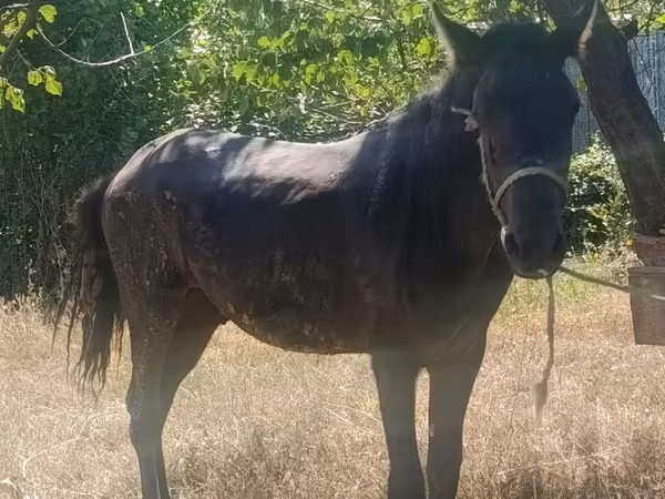 Pastuv, French Trotter