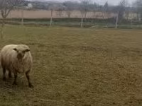 Bélier, Shroshire sheep — photo 4