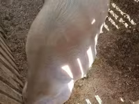 Knur, Świnie — zdjęcie 2