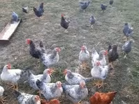 Chickens — Foto 1