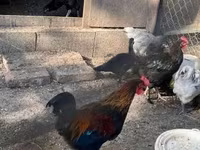 Marans — foto 4
