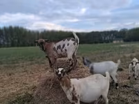 Koza, Kozy — zdjęcie 1