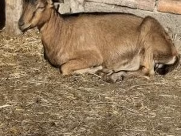 Ziegenbock, Alpine goat