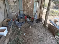 Chickens — fotografija 4