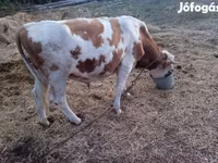 公牛, Charolais cattle — 照片 4