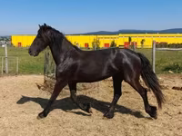 Kobyła, Friesian — zdjęcie 1