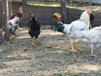 Chickens — zdjęcie 2