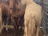 At, New Altai Horse — foto 2