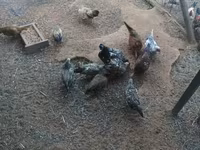 Chickens — foto 2