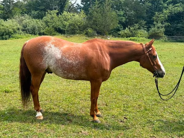 Pastuv, Quarter Horse