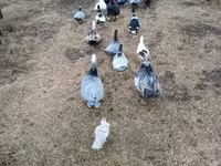 Ducks — 写真 2