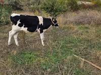 Touro, Russian Black pied cattle — foto 2