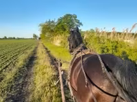 Pastuv, Nonius horse — fotografija 1
