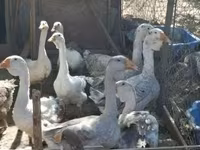 Geese — الصورة 1