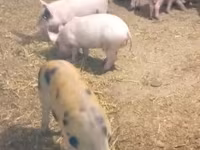 Schweine (Partie, Geschlecht nicht angegeben), Schweine — Foto 1