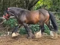 Caballo, Gypsy horse — foto 2