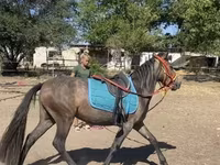 فرس, Hucul pony — الصورة 7