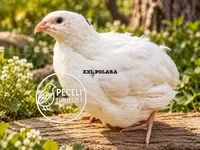 Quails — zdjęcie 1