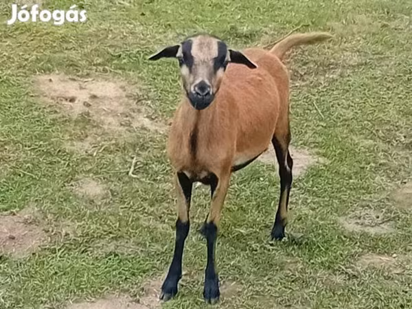 Bélier, Cameroon sheep — Hongrie