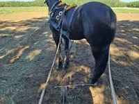 فرس, Nonius horse — الصورة 6