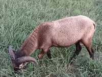 मेढ़ा, Cameroon sheep — फ़ोटो 8