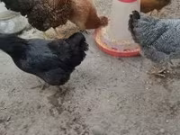 Chickens — Foto 4