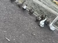 Ducks — फ़ोटो 4
