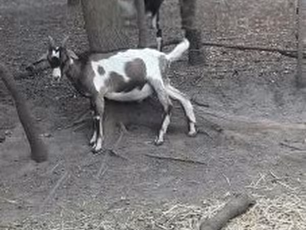Billy Goat, Nubian Goat