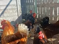 Chickens — 1-rasm