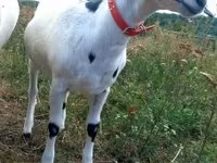 Koza, Nubian Goat — fotografija 3