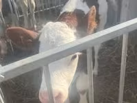 Buqa, Simmental cattle — 1-rasm
