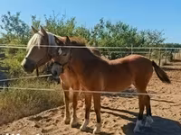 Yegua, Haflinger — foto 7