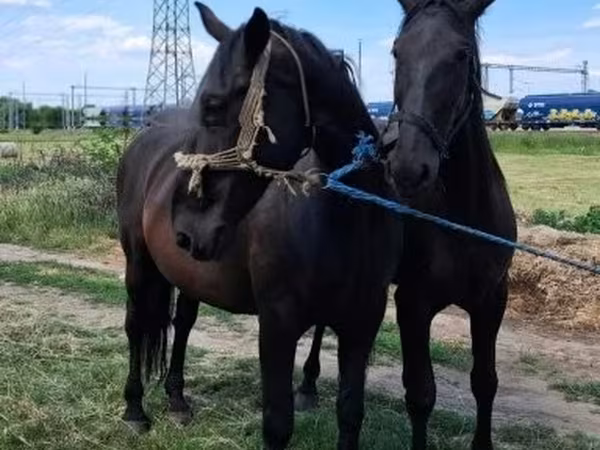 Madyan, Nonius horse — Macarıstan