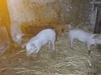 Säue, Schweine — Foto 1