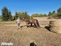 母马, Horses — 照片 2