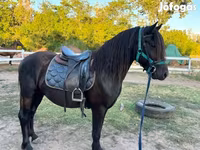 公马, Friesian — 照片 7