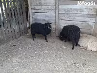 Sheep, Racka sheep — photo 1