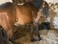 Égua, Cavalos — foto 2