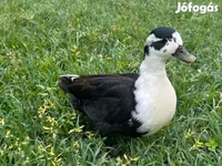 Ducks — الصورة 3