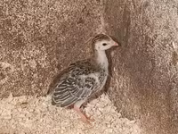 Guinea fowl — الصورة 1