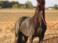 Pastuv, Friesian — fotografija 2