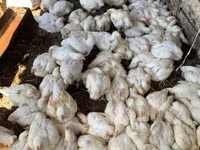 Chickens — الصورة 2