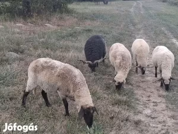 公羊, Sheep