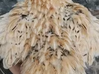 Quails — fotografija 2